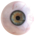 Eyes On Culture Logo